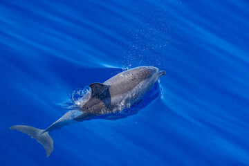 Delfin spritzt seine Luft aus 