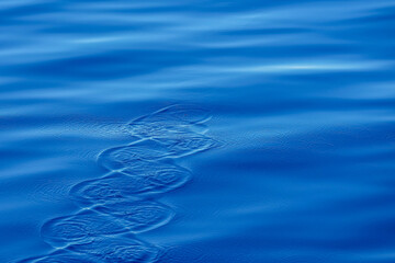 Spuren des fliegenden Fischs an der Oberfläche des Ozeans