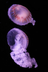 Kompassquallen im Duett