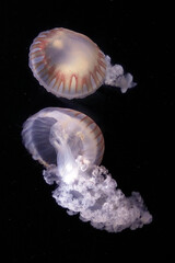 Kompassquallen im Duett