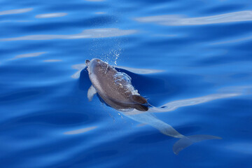 Delfin beim Auftauchen im Atlantik vor Gran Canaria