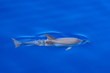 Delfin zieht an der Oberfläche über den Atlantik vor Gran Canaria