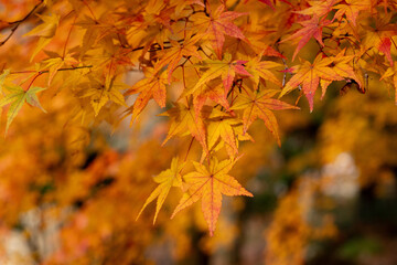 赤や黄色の秋景色の紅葉