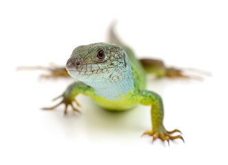 Green lizard isolated on white background