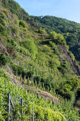 Fototapeta premium Vineyards, forests, harvest time in Calmont region with steepest vineyard in Europe on Moselle river valley, outdoor activities, hiking and klimbing in Germany, travel destination near Bremm