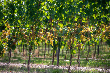 Fototapeta premium Hilly vineyards, harvest time in Ortsteile of Kröv on Moselle river valley, hiking in Germany, travel destination near Traben-Trarbach, Germany, bunches of ripe white Riesling grapes
