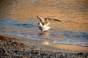 Seagull sea bird on beach or rocks in Collioure, France