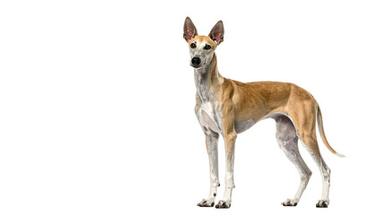 Elegant podenco canario standing attentively with slender build against white backdrop