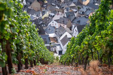 Rain and sun, view on white riesling grapes on vineyards, harvest time in Calmont region with steepest vineyard in Europe on Moselle river valley, Ediger-Eller, Germany