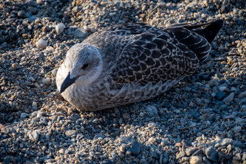 Seagull sea bird on beach or rocks in Collioure, France