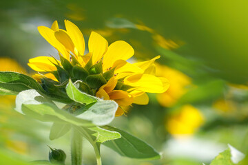 Beautiful yellow of Sunflower, among green leaves and soft blurred style for background, selective focus point.