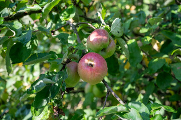 Ripe apples on old apple tree in garden along Mosellle river, Germany, harvest time in september