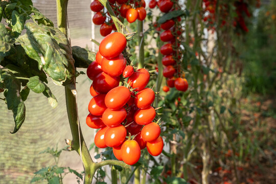 Growing of red salad or sauce tomatoes on greenhouse plantations in Fondi, Lazio, agriculture in Italy in summer, harvest