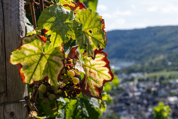Hilly vineyards, harvest time in Ortsteile of Kr&ouml;v on Moselle river valley, hiking in Germany, travel destination near Traben-Trarbach, Germany, bunches of ripe white Riesling grapes