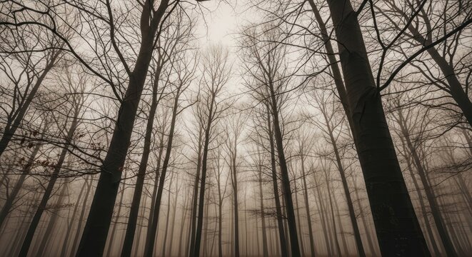 Looking up into a dense, foggy, bare forest with tall trees shrouded in mist, sepia tones