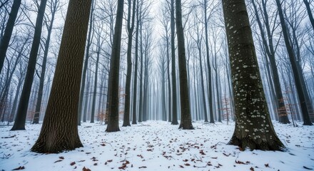 Misty winter forest with tall bare trees, snow-dusted ground, and scattered autumn leaves