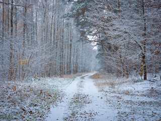 The first snow in the still autumnal forest.