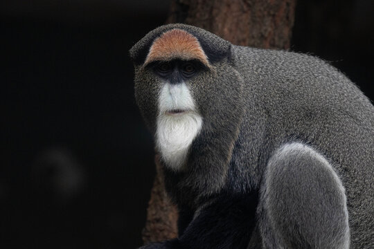 Close up Cute Fluffy Monkey, DE BRAZZA&rsquo;S MONKEY, Cercopithecus neglectus