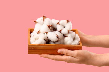 Female hands holding wooden box with cotton flowers on pink background, closeup