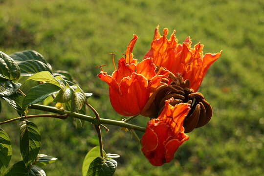 Beautiful Spathodea flowers, African tulip tree. Spathodea campanulata. among green leaves and other blue sky background.