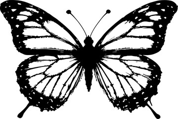 butterfly vector vector