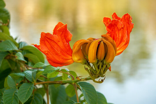 Beautiful Spathodea flowers, African tulip tree. Spathodea campanulata. among green leaves and other blue sky background.