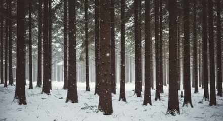 Snowflakes gently fall in a dense, dark winter forest with tall, slender tree trunks