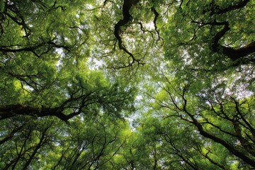 Obraz premium Lush green forest canopy filled with vibrant leaves showcasing sunlight filtering through the foliage in a serene natural setting