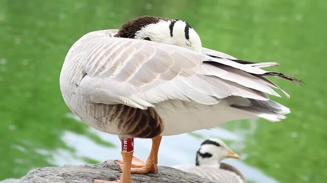 waterfowl Concept, Male Bar-headed Goose grooming thier feathers