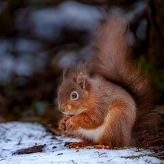 A Cute Scarlet Squirrel Enjoying an Almond Amid the Quiet Beauty of a Frosty Winter Forest