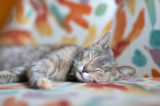 Cute cat slepping on the sofa