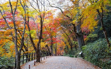 산사로 가는 아름다운 단풍길, 장성 백양사