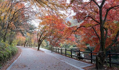 산사로 가는 아름다운 단풍길, 장성 백양사