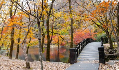 장성 백양사 도솔천 천변릐 가을 풍경