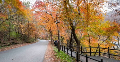 Naklejka premium 산사로 가는 아름다운 단풍길, 장성 백양사