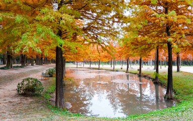 담양 메타세콰이아 가로수길, 호수에 비치는 반영