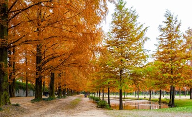 담양 메타세콰이아 가로수길, 호수에 비치는 반영