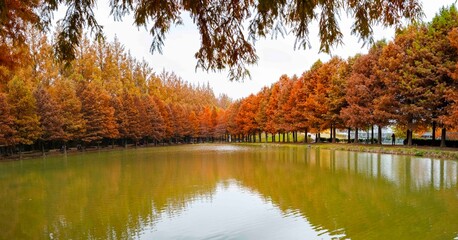 담양 메타세콰이아 가로수길, 호수에 비치는 반영
