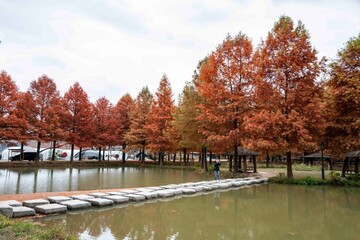 담양 메타세콰이아 가로수길, 호수에 비치는 반영