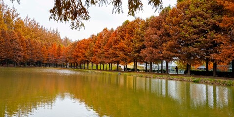 담양 메타세콰이아 가로수길, 호수에 비치는 반영