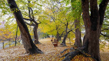 단풍으로 물들어가는 느티나무 단풍길