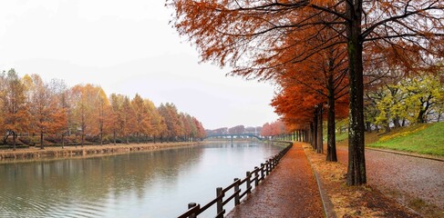 담양 관방천에 비치는 메타세콰이아 가로수 단풍나무