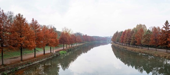 담양 관방천에 비치는 메타세콰이아 가로수 단풍나무