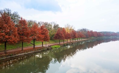 담양 관방천에 비치는 메타세콰이아 가로수 단풍나무