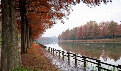 담양 관방천에 비치는 메타세콰이아 가로수 단풍나무