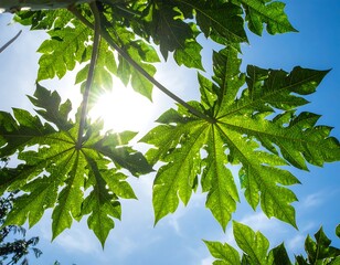 Looking upward at a canopy of large, green leaves with the bright sun shining through