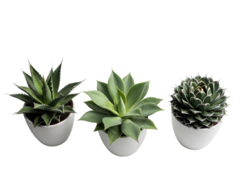 Three distinct green succulents: spiky agave, rosette, Agave victoriae-reginae in neutral white ceramic pots, clean studio background with copy space, soft high-key light. Concept of modern biophilic