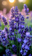 Obraz premium close up of lavender flowers