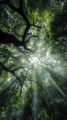 Looking up through dense tree canopy with sunlight rays breaking through leaves, dynamic perspective, lush green forest atmosphere