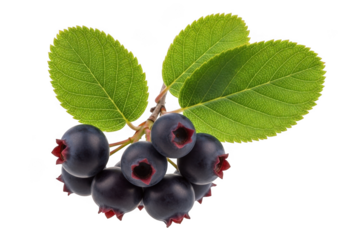 Cluster of ripe saskatoon berries with green leaf isolated on transparent background